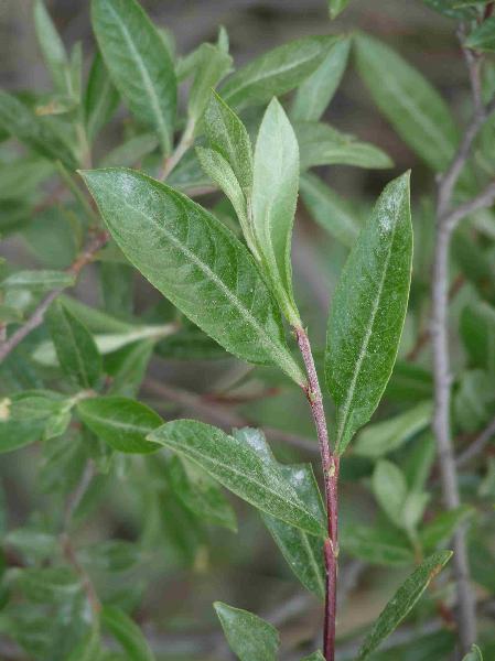 Photo of Salix melanopsis by Jamie Fenneman