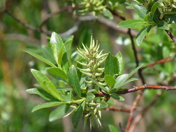Photo of Salix maccalliana by Jamie Fenneman