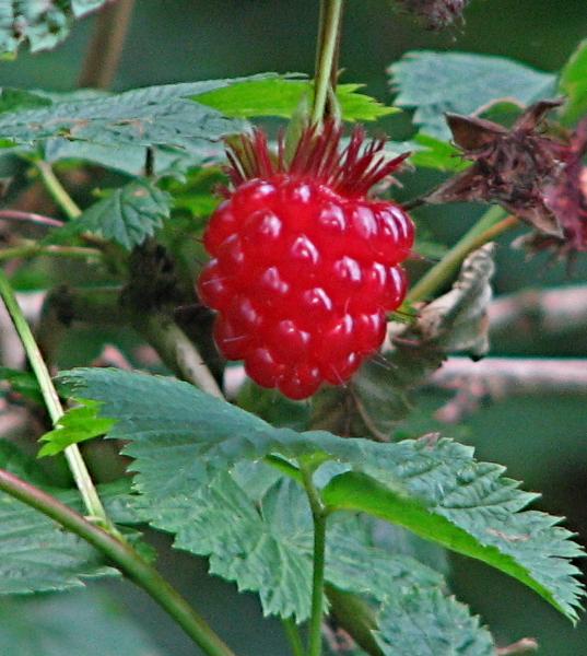 Photo of Rubus spectabilis by Rosemary Taylor