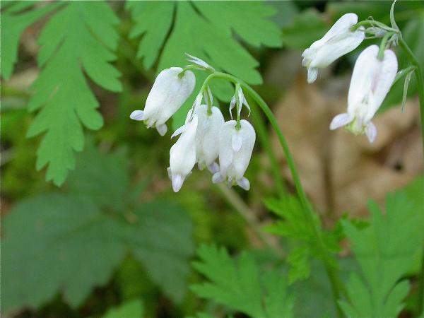 Photo of Dicentra formosa by Rosemary Taylor