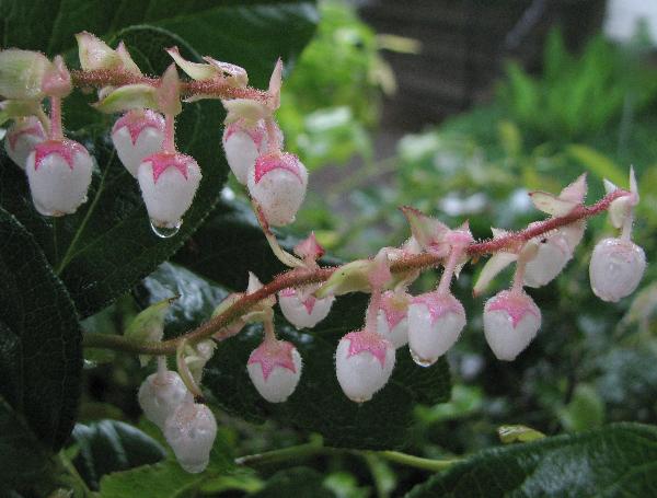 Photo of Gaultheria shallon by Rosemary Taylor