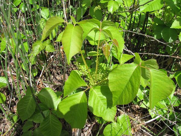 Photo of Toxicodendron rydbergii by Ron Edward