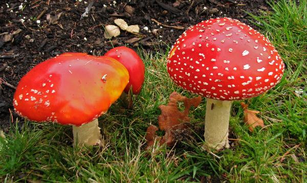 Photo of Amanita muscaria group by Rosemary Taylor