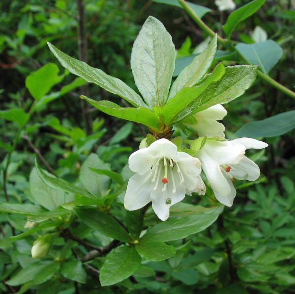 Photo of Rhododendron albiflorum by Rosemary Taylor