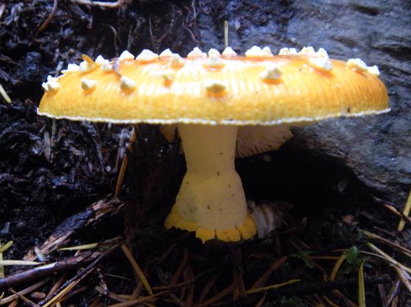 Photo of Amanita muscaria group by Iris Maher