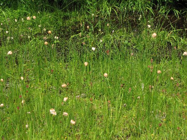 Photo of Eriophorum chamissonis by Rosemary Taylor