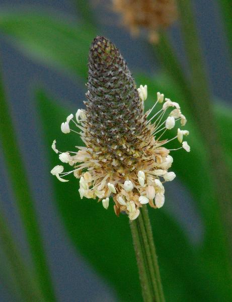Photo of Plantago lanceolata by Russell Foreman