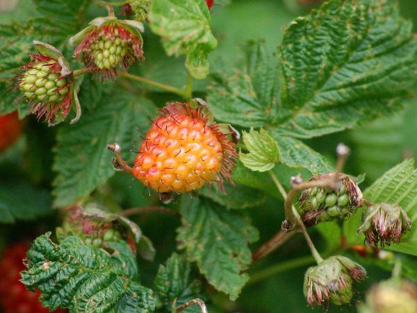 Photo of Rubus spectabilis by Russell Foreman