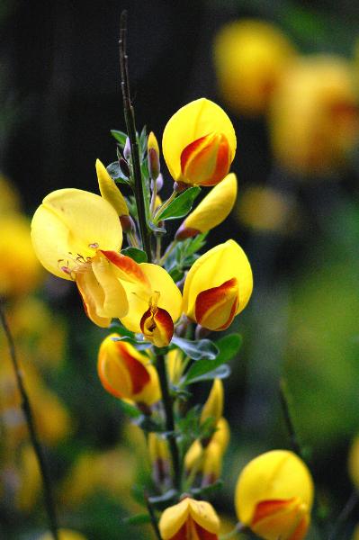 Photo of Cytisus scoparius by Russell Foreman