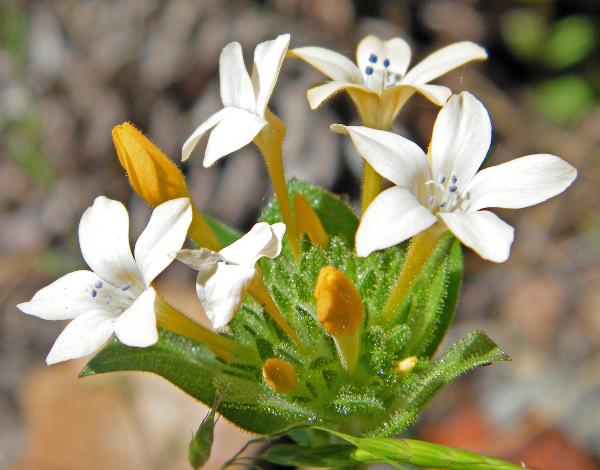 Photo of Collomia grandiflora by <a href="http://www.natureniche.ca">Gordon Neish</a>