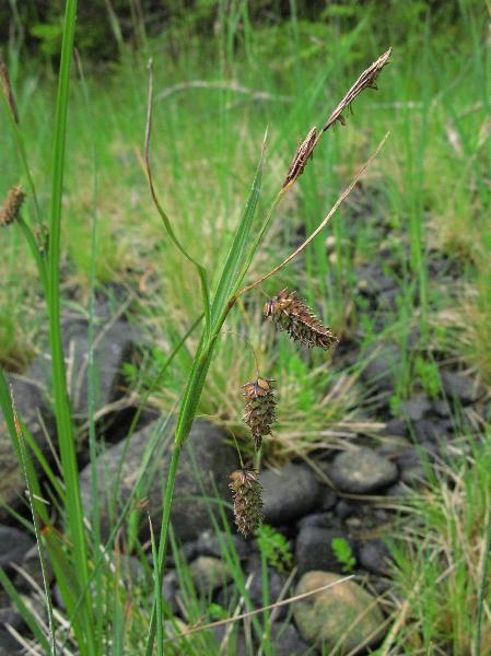 Photo of Carex lyngbyei by Adolf Ceska