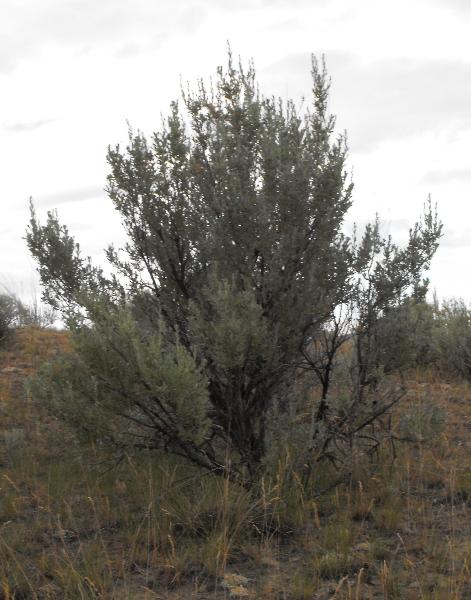 Photo of Artemisia tridentata ssp. tridentata by Ashley Churchill