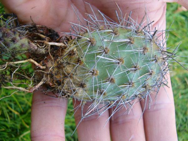Photo of Opuntia fragilis by Kevin Newell