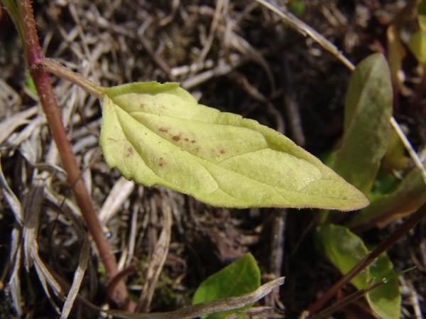Photo of Prunella vulgaris ssp. lanceolata by Allan  Carson