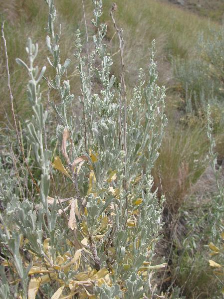 Photo of Artemisia tridentata ssp. tridentata by 3CDSG DND