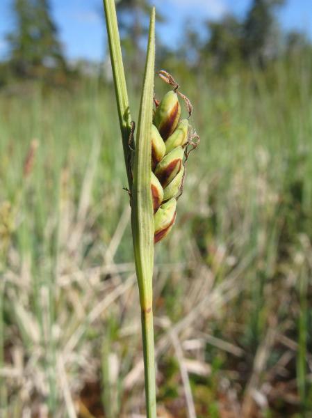 Photo of Carex livida by Adolf Ceska