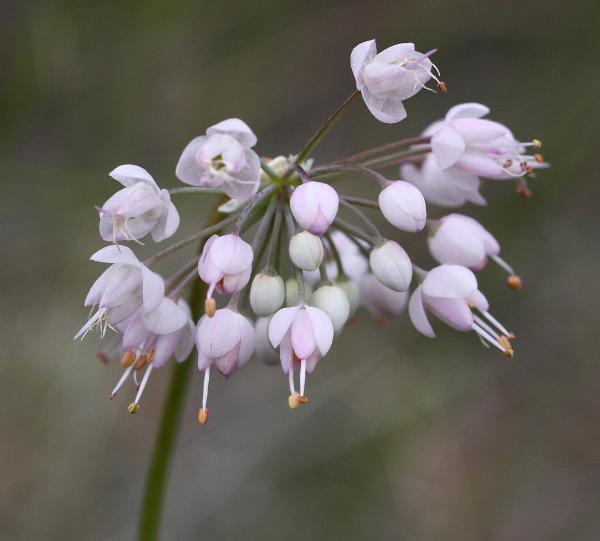 Photo of Allium cernuum by Brian Klinkenberg