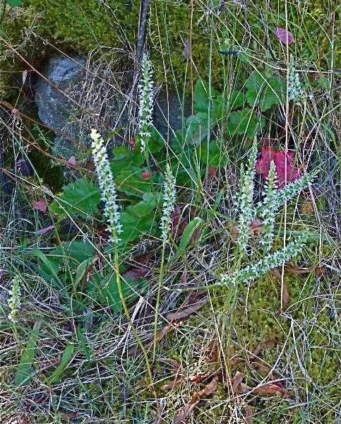 Photo of Piperia elegans by Grahame  Ware