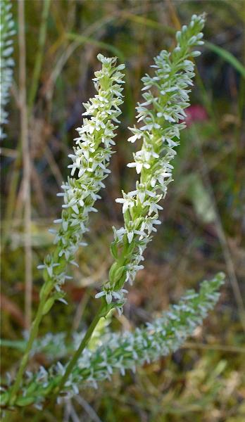 Photo of Piperia elegans by Grahame  Ware