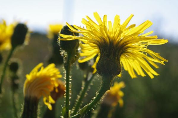 Photo of Sonchus arvensis ssp. arvensis by <a href="http://www.cicerosings.blogspot.com">Eileen Brown</a>