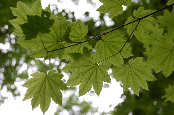 Photo of Acer circinatum by Kevin deBoer