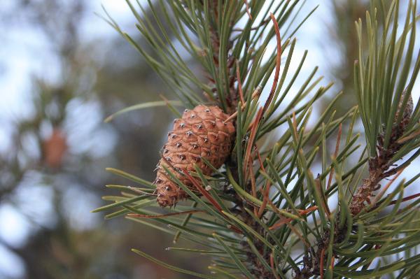 Photo of Pinus contorta var. latifolia by Neal Foord