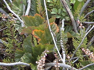 Photo of Rubus chamaemorus by Brian Klinkenberg
