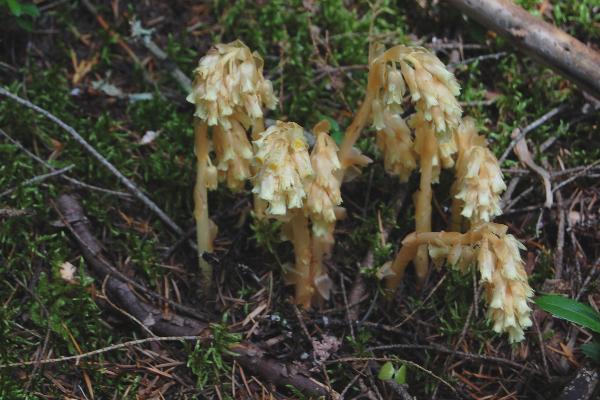 Photo of Hypopitys monotropa by Kevin deBoer