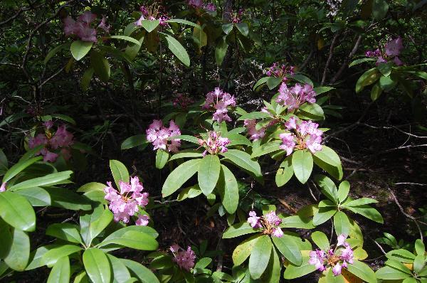 Photo of Rhododendron macrophyllum by Kevin deBoer