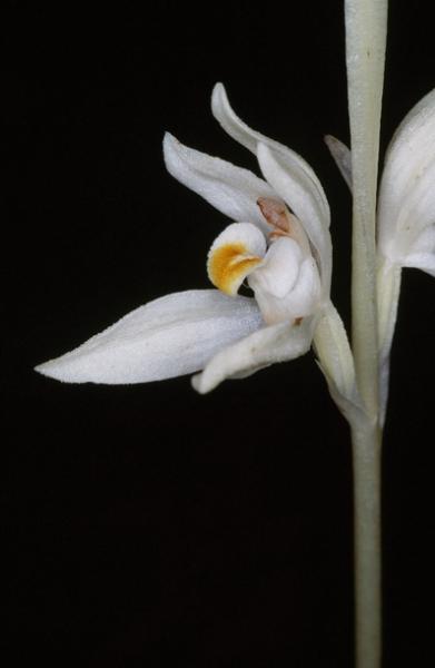 Photo of Cephalanthera austiniae by Adolf Ceska