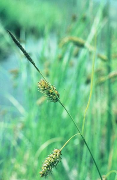 Photo of Carex saxatilis by Adolf Ceska