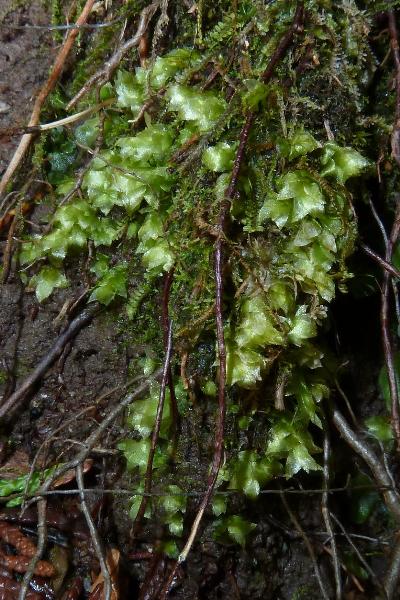 Photo of Hookeria acutifolia by Steven Joya