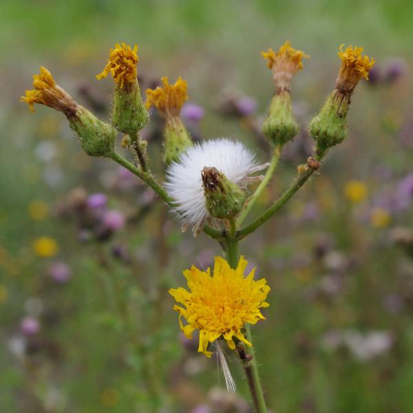 Photo of Sonchus arvensis ssp. arvensis by <a href="http://www.cicerosings.blogspot.com">Eileen Brown</a>