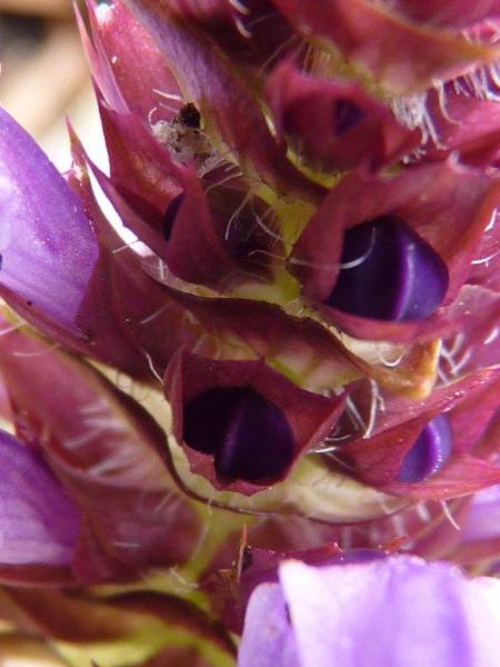 Photo of Prunella vulgaris ssp. lanceolata by Deborah Freeman
