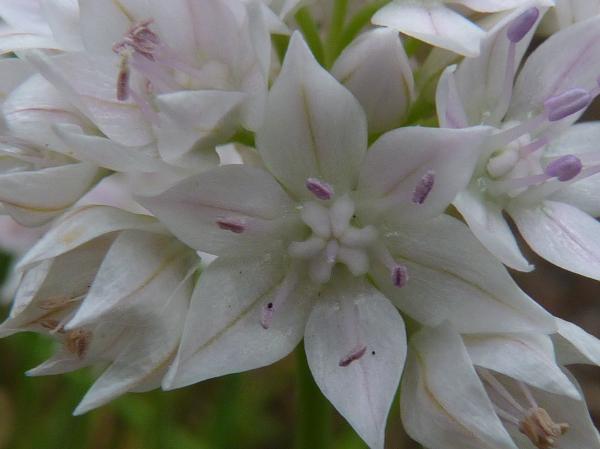 Photo of Allium amplectens by Deborah Freeman