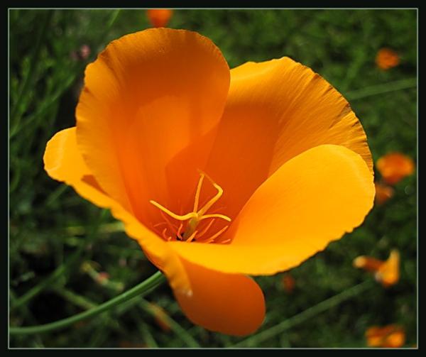 Photo of Eschscholzia californica by May Kald
