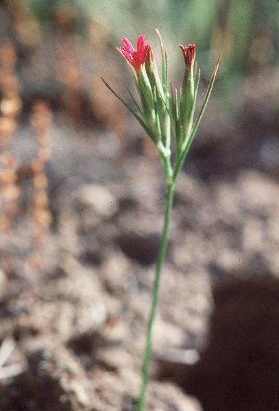 Photo of Dianthus armeria by Royal BC Museum (W. Van Dieren)