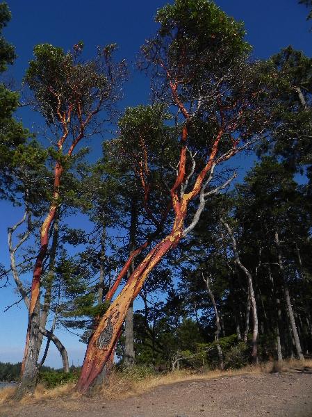Photo of Arbutus menziesii by Jenny McDonell