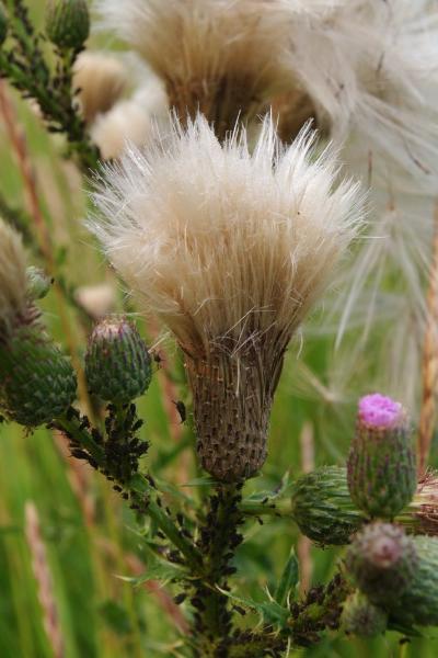 Photo of Cirsium arvense by <a href="http://www.cicerosings.blogspot.com">Eileen Brown</a>