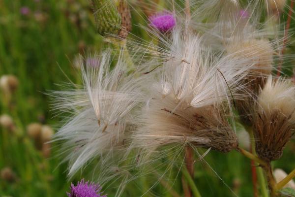 Photo of Cirsium arvense by <a href="http://www.cicerosings.blogspot.com">Eileen Brown</a>