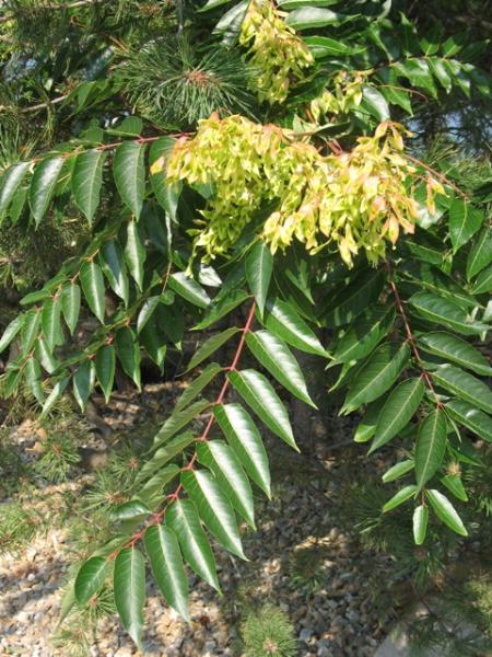 Photo of Ailanthus altissima by Jeremy Smith