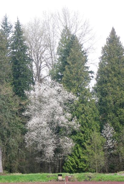Photo of Prunus emarginata by Jeremy Smith