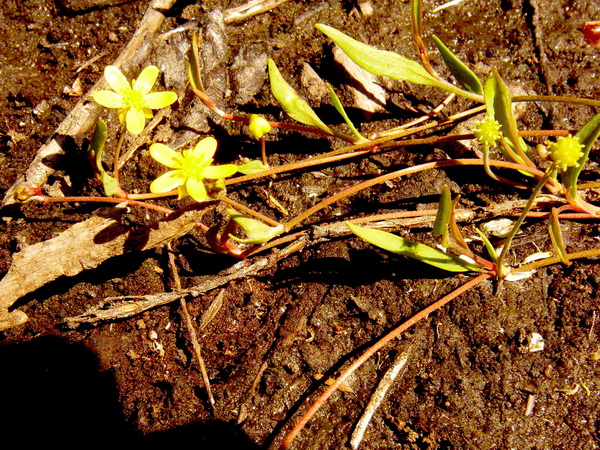 Photo of Ranunculus flammula var. flammula by Adolf Ceska