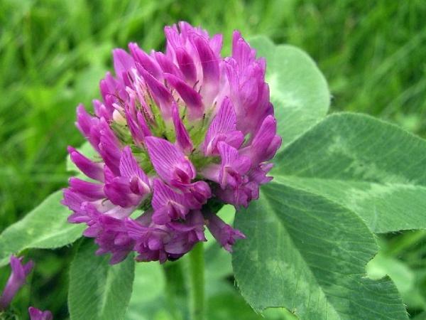 Photo of Trifolium pratense by <a href="http://www.flickr.com/photos/dianesdigitals/">Diane Williamson</a>