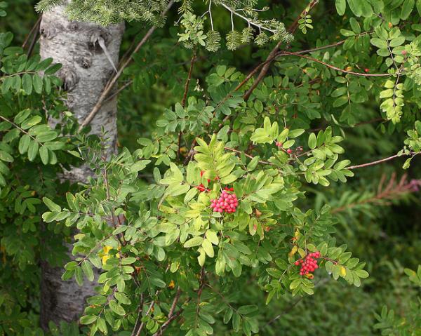 Photo of Sorbus sitchensis var. grayi by Brian Klinkenberg
