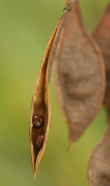 Photo of Robinia pseudoacacia by Brian Klinkenberg