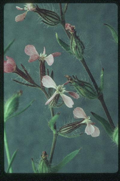 Photo of Silene gallica by Royal BC Museum (Tom Armstrong)