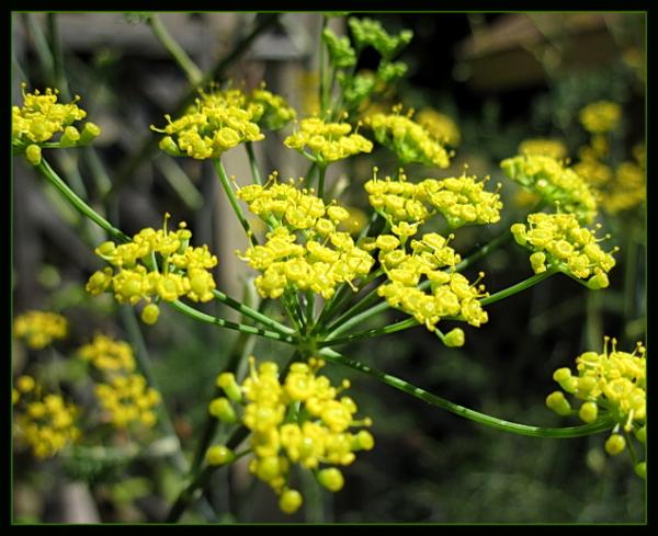 Photo of Foeniculum vulgare by May Kald