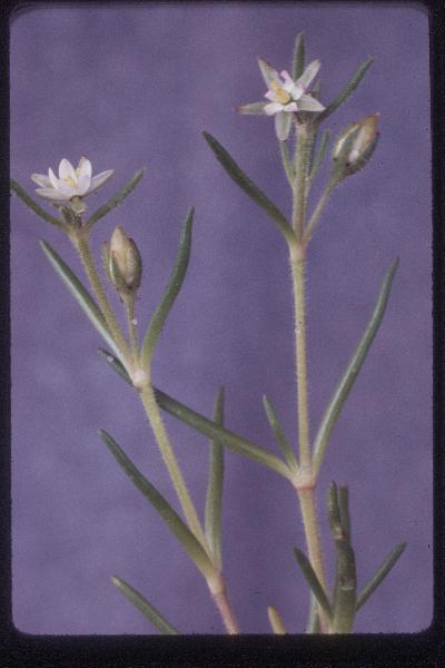 Photo of Spergularia canadensis by Royal BC Museum (Tom Armstrong)