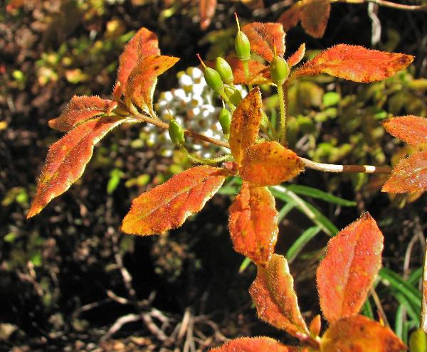 Photo of Menziesia ferruginea ssp. ferruginea by Rosemary Taylor